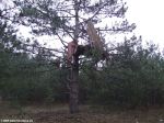 Шалаш на сосне