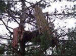 Жилище на дереве