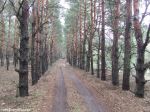 Дорога через лес. К сожалению, нам не по ней