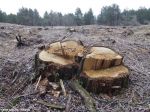 Остальсь одни пни - грустная картина