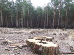 Вырубка Херсонского леса