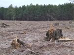 Беспощадная вырубка леса