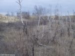 Заросли берёзы в Олешковских песках