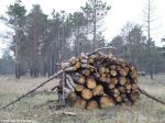 Вырубка Цюрупинского леса