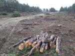 Вырубка живого леса