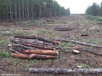 Рубить проще, чем вырастить