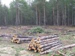 Субить проще, чем вырастить