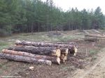 Рубить беззащитный лес гораздо проще, чем выращивать