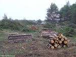 Вырубка Цюрупинского леса ((