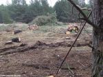 Лесозаготовка в Херсонском лесу