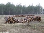 Херсонский лес уничтожают