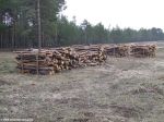 Лесозаготовка в Цюрупинском лесу