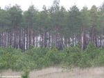 Возобновление леса явно отстает от масштабов его вырубки