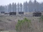 Штабеля вырубоенного леса