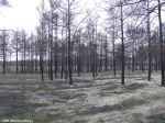 Имя файла=DSCF4184.jpg
Размер файла=343КБ
Размеры=1024x768
Дата=Март 20, 2009 Горелый херсонский лес
