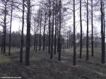 Горелые сосны херсонского леса