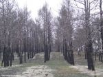 Обгоревшие сосны