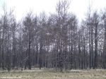 Сгоревший херсонский лес