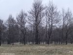 Сгоревшие в лесном пожаре сосны