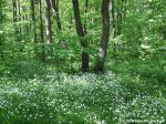 Весенний лес