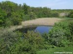 Эльбийский лес около Орловщины