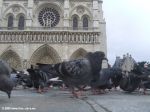 Голуби перед Собором Парижской Богоматери