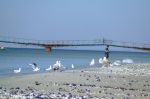 Кинбурнская коса