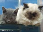 Имя файла=DSCF6271.JPG
Размер файла=71КБ
Размеры=640x480
Дата=Март 09, 2007 Котята в зоомагазине