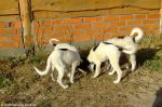 Кинбурнская коса